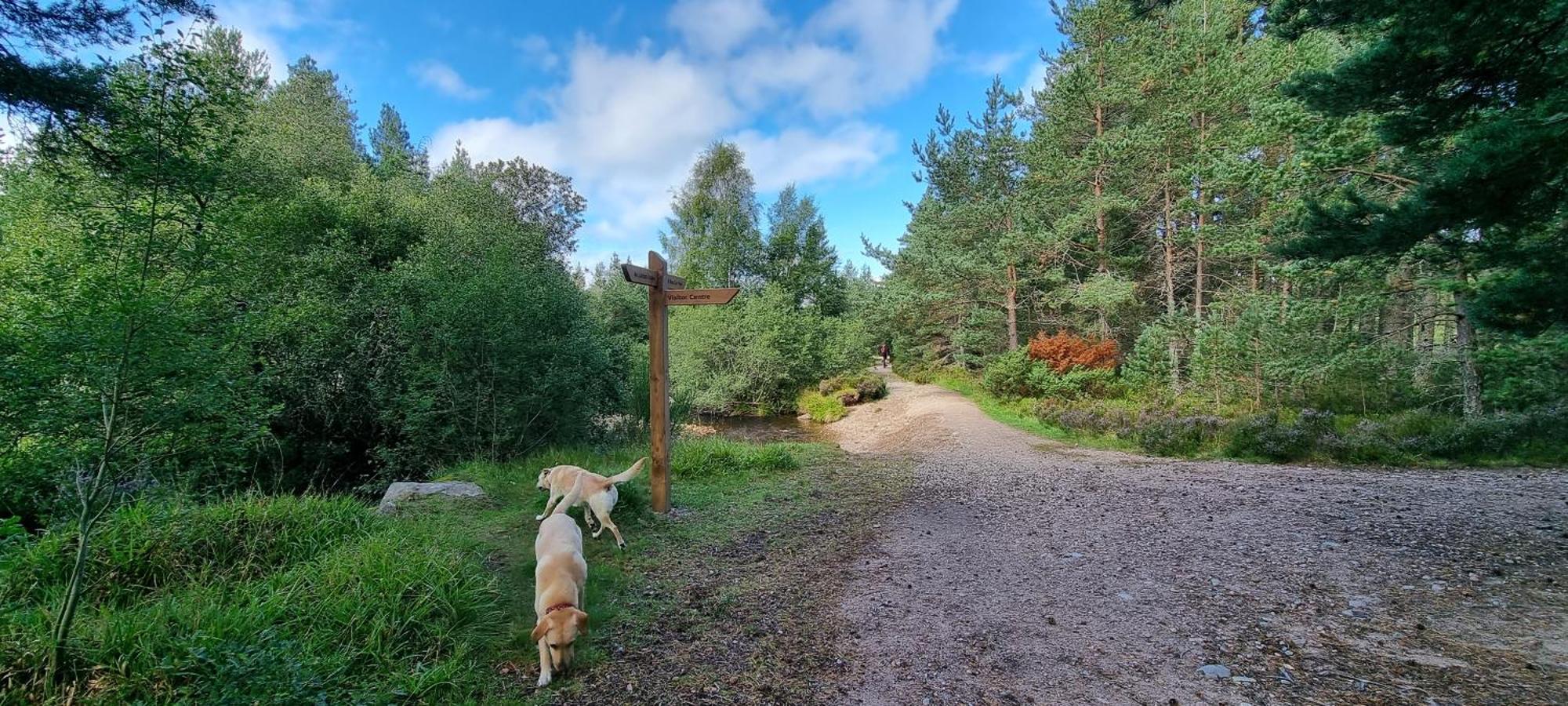 The Shelter Stone Cottage Aviemore Extérieur photo